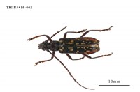 藏品(黃星姬山天牛)的圖片